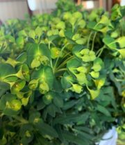 Euphorbia, Dog Eye-green