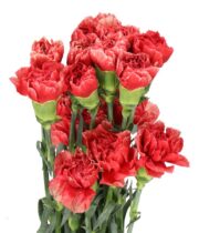 Carnations, Specialty-Fabulous-dusty Pink