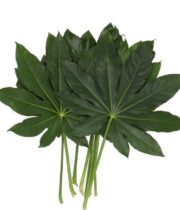 Fatsia Leaves-green