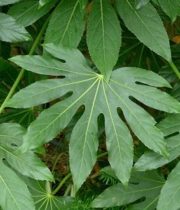 Fatsia Leaves-green