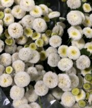 Feverfew, Button-white