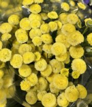 Feverfew, Button-yellow