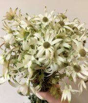 Flannel Flower-white