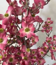Branch, Flowering Dogwood-pink