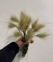 Fountain Little Bunny Grass