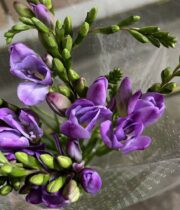 Freesia-lavender