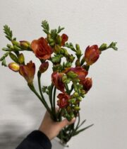 Freesia-orange
