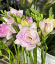 Freesia-light pink