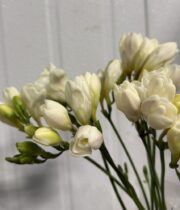 Freesia-white