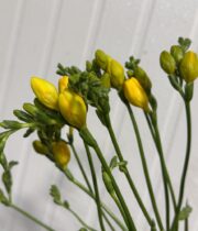 Freesia-yellow