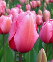 Tulips, French-hot Pink