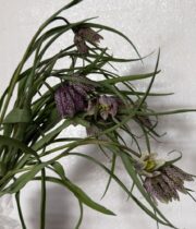 Fritillaria, Meleagris-burgundy