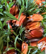 Fritillaria-orange