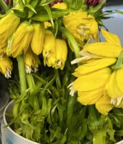 Fritillaria-yellow