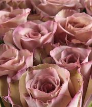 Wholesale Flower Varieties - Roses-Import - Page 2 of 3