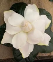 Gardenia Box, Fancy-3 Blooms
