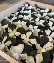 Gardenia Box, Semi-24 blooms