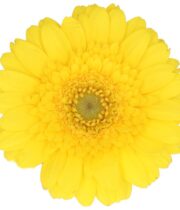 Gerberas, Mini-yellow (10 Stems)