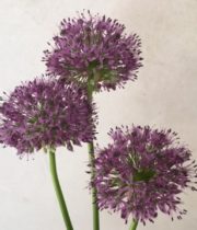 Allium, Gladiator-purple
