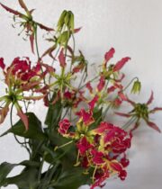 Gloriosa Lily, Tall-red (import)