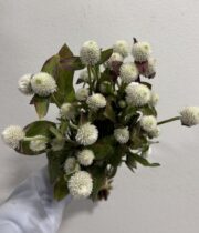 Gomphrena-white