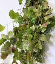 Grape Vine-green