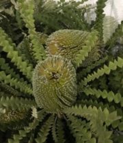 Protea, Banksia-green