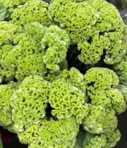 Celosia, Coxcomb-green