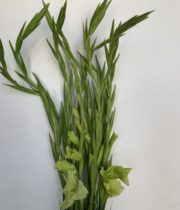 Gladiolus-green