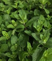 Mint-green, Herb