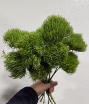 Dianthus Green Trick