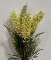 Grevillea, Spiderman-yellow