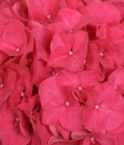 Hydrangea-hot Pink