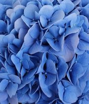 Hydrangea-dark Blue