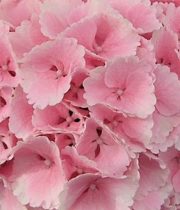 Hydrangea-light Pink