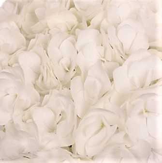 wholesale flowers | Hydrangea -jumbo white