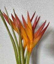 Heliconia, Parakeet-orange