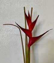 Heliconia, Upright Deluxe-red