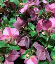Helleborus-burgundy