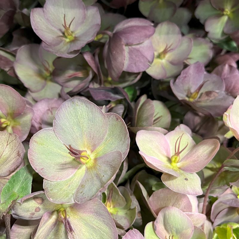 Helleborus-antique