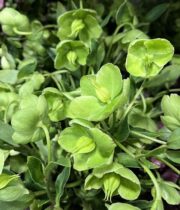 Helleborus-green