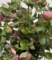 Helleborus-pink