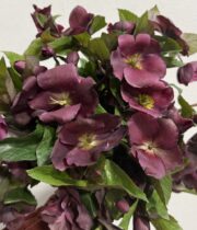 Helleborus-purple