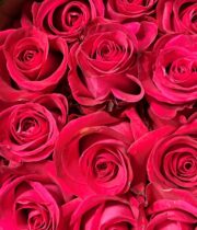 Roses - Florabundance Wholesale Flowers