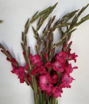Gladiolus-hot Pink