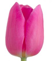 Tulips, Greenhouse-hot Pink