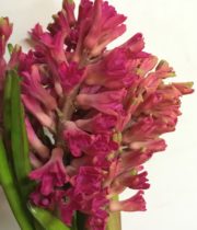 Hyacinth-hot Pink