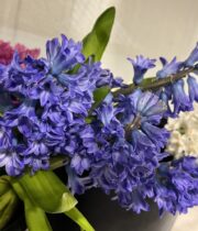 Hyacinth-blue