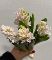 Hyacinth-light pink