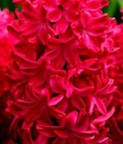 Hyacinth-red